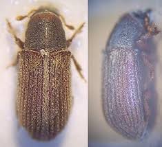 Since its discovery in 1999 in halifax, nova scotia, this beetle has killed. Spruce Beetle Zxc Wiki