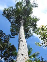 We did not find results for: Dinizia Excelsa Inaturalist