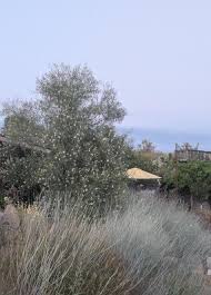 Image result for Aptosimum elongatum