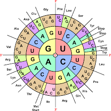 how does dna code for proteins example