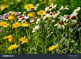 Image result for Glebionis carinata `German Flag`