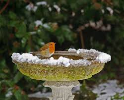 Bird In Bird Bath Robin On Bird Bath In Snow European Robin On Bird Bath In Snow In Sussex Engla Ad Bath Snow Robin Bird European Robin Bird Bird Garden Bird Bath
