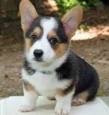 Corgi dogs and puppies from virginia breeders by dogsnow.com, part of the equinenow.com, llc group of websites. Lovely Pembroke Walsh Corgi Puppies Now For Fremont Us En Oc2o