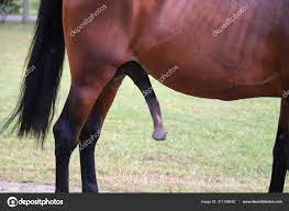 Énorme pénis d'un cheval brun sur fond naturel vert image libre de droit  par accept001 © #311186652