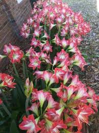 Image result for Amaryllidaceae