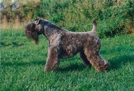 Der caeliusstein, ein kenotaph des in der varusschlacht vermissten zenturionen marcus caelius, befindet sich im rheinischen landesmuseum bonn. Mooglie De Glenderry Utilisation Societe Centrale Canine