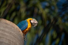 Cut small orange triangles for beaks and glue onto the birds. Hundreds Of Wild Parrots Are Thriving In This Brazilian City