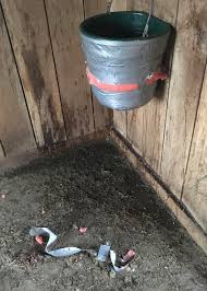 The only way to save the king is if someone shoots the horse in the head, burns the poisoned shirt, and takes three drops of blood from the right breast of the new queen. Diy Insulated Horse Water Buckets Diy Horse Ownership