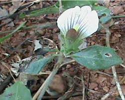 Image result for Blepharis