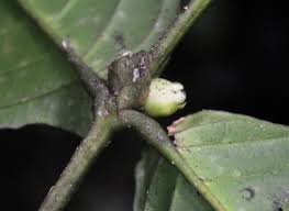 Image result for Belonophora