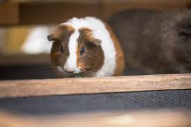 Die süßen meerschweinchen warten darauf von ihren kindern ausgemalt zu werden. Tiere Tiere Tiere Meerschweinchen Bilder Zum Ausmalen