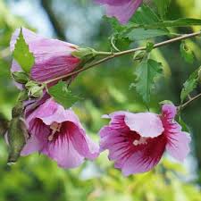 Image result for Hibiscus engleri