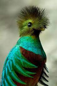Resplendent Quetzal From Guatemala Forest Beautiful Birds Bird Supplies Pet Birds