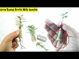 Pin On Desert Rose