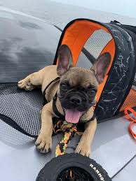 Female french bulldog black and tan this puppy will come with florida health cert and shots and worming up to date. French Bulldog Puppies For Sale Tampa Fl 352896