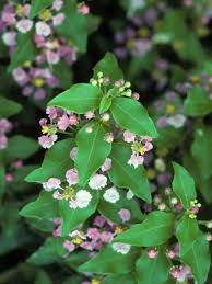 Image result for Malpighia