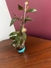 Image result for Begonia lacunosa