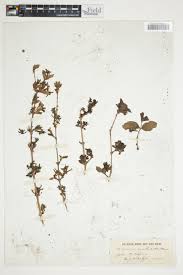 Image result for Feretia