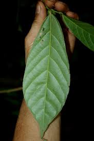 Image result for Leptonychia