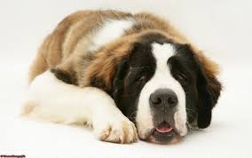 Pin By Renee Crouse Lozier On Favorite Things Saint Bernard St Bernard Dogs Dogs
