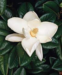 It can be grown either as a large shrub or small tree, and it is known for its large panicles of white flowers. 10 Best Flowering Trees And Shrubs For Adding Color To Your Yard Better Homes Gardens