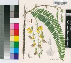 Image result for Sesbania macrantha