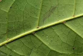 Image result for Pseudobersama