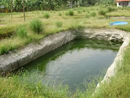 Senarai barang rangka 4x8x3 kolam kanvas hijau mesra alam 4x8x3 pam air kinston 24watt 5star pam air astro 800 filter (tong hitam + bio ball + coral) apartment lobster 3 tingkat 2 unit rumah lobster. Laman Aqua Tani Laman Akuatik S Weblog