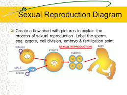Goal To Compare Sexual And Asexual Reproduction In Animals