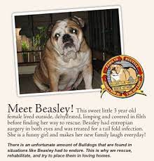 Can T Wait To Share My Home With One Of These Bulldog Rescue Bulldog English Bulldog