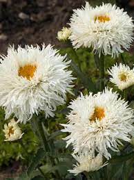 Leucanthemum Laspider Bluestone Perennials Perennials Chrysanthemum Flowers Perennials