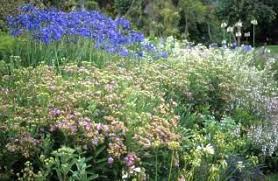 Image result for Vernonia glabra