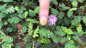 Pokok semalu (mimosa pudica l.) adalah tumbuhan merayap semusim (annual) yang sering menarik minat: Awanijr Malukah Pokok Semalu Youtube