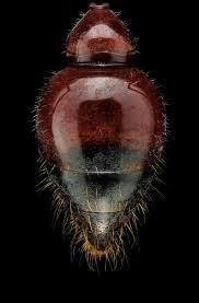 Image result for Antherotoma