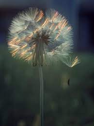 Dandelion Backlit By The Sun Photographic Print By Kevin Leigh Dandelion Flowers Dandelion Clock