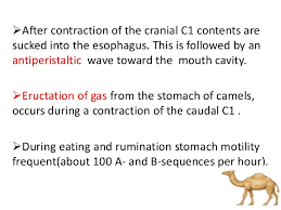 The body comprises several systems: Digestive System Of Camel