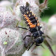 The listing below showcases common insects with the colors black and orange associated with them and found throughout the united states, canada, and mexico. Harlequin Ladybird Eggs And Larvae