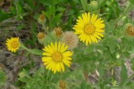 Maybe you would like to learn more about one of these? Telegraph Weed Weed Identification Brisbane City Council