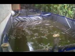 5 Cara Budidaya Udang Galah Di Kolam Dengan Lahan Kecil Youtube