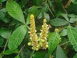 Image result for Paullinia