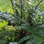 Image result for Blechnum tabulare