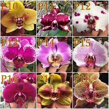 36 gambar bunga anggrek dari berbagai macam jenisnya yang perlu diketahui. Bunga Anggrek Bulan Phaleanopsis Hybrid Spike Shopee Indonesia
