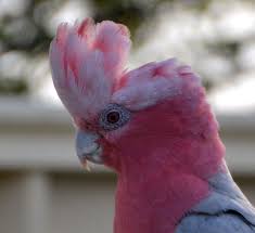 Bird With Red Mohawk And Orange Beak Galah Portrait Portrait Creature Of Habit Bird