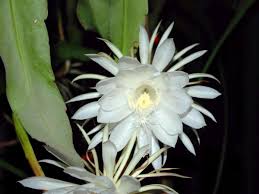 Image result for Oxypetalum