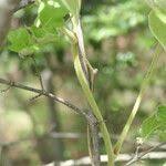 Image result for Dioscorea dregeana