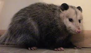 Female opossums can get hurt in numerous ways. Opossum In My Bathroom What To Do