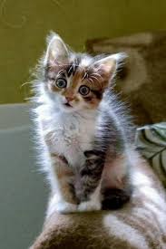 Pin By Yesim Yilmaz On Koshki In 2020 Kittens Cutest Cute Animals Cute Cats