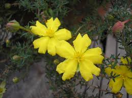 Image result for Hibbertia