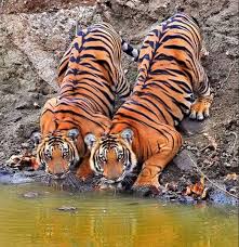 🔥 Sibiling Tigers. : rNatureIsFuckingLit