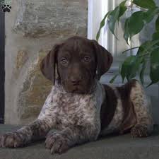 We did not find results for: Banjo German Shorthaired Pointer Puppy For Sale In Pennsylvania